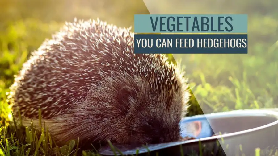 50+ What Vegetables Can And Can’t Hedgehogs Eat?