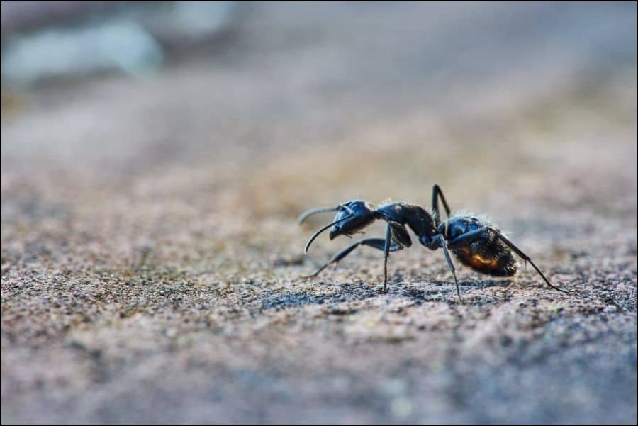 Ant walking alone
