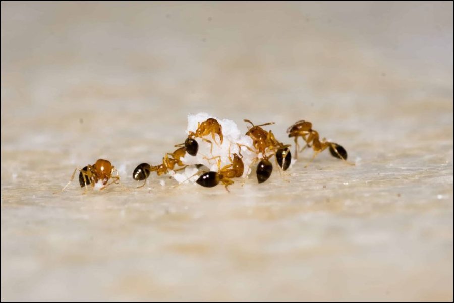 Ants devouring some sugar