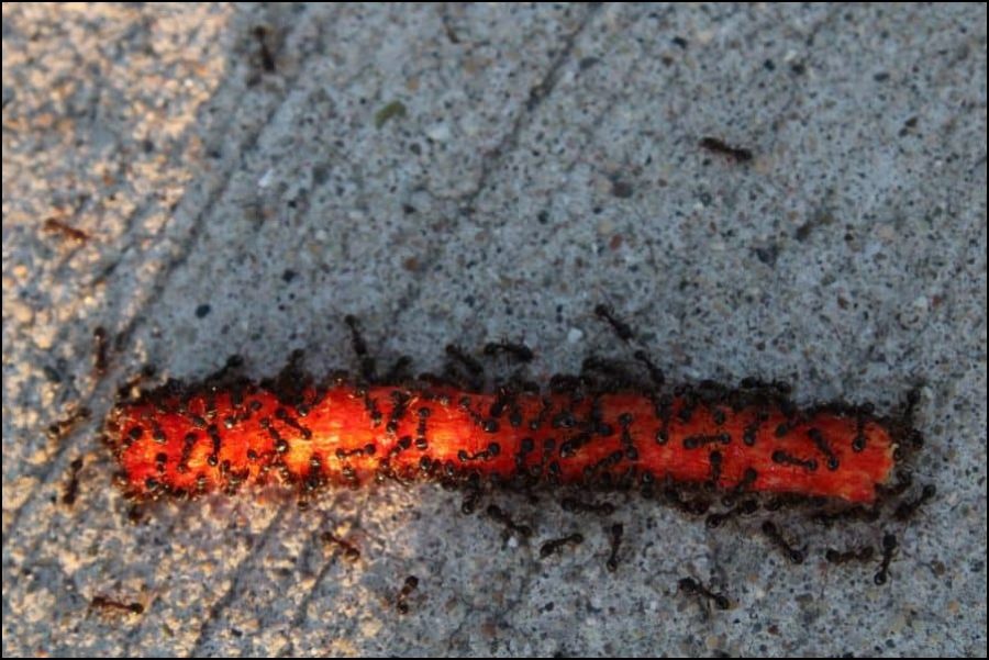Ants eating a hot Cheeto