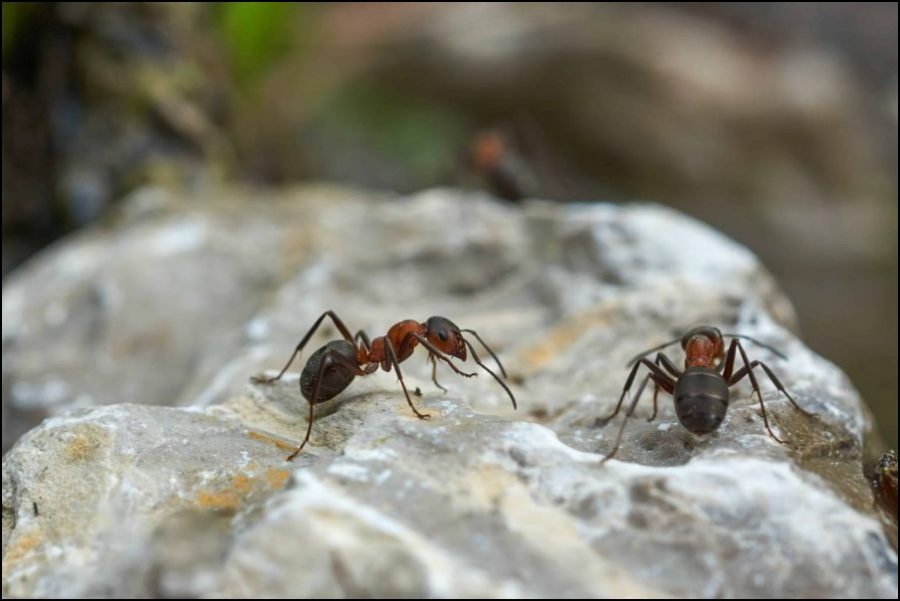 Ants walking on rocks