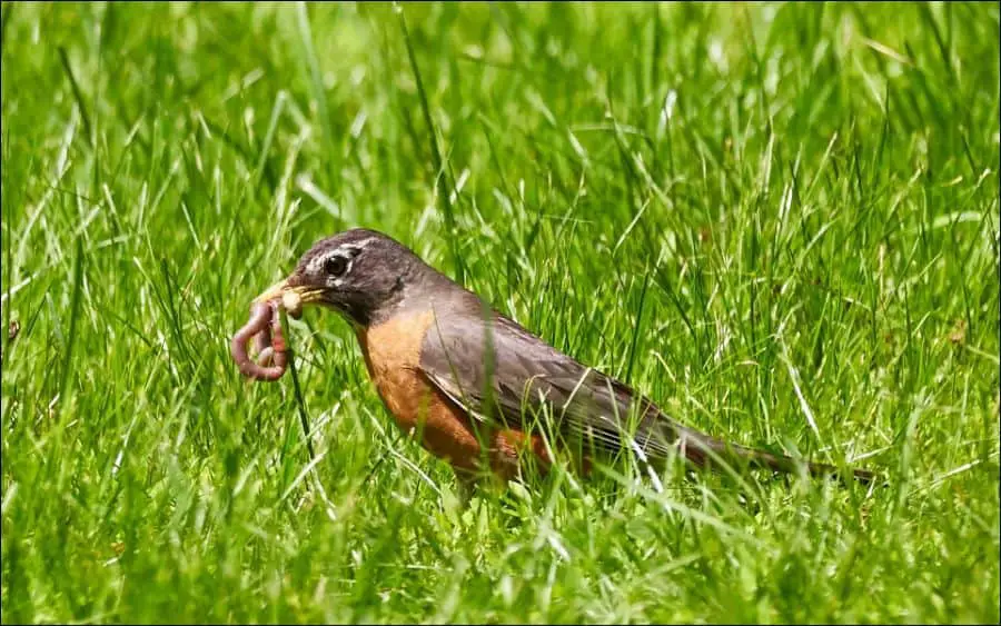Bird eat worm in garden