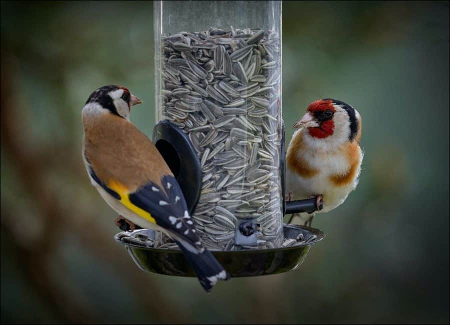 Birds with bird feeder