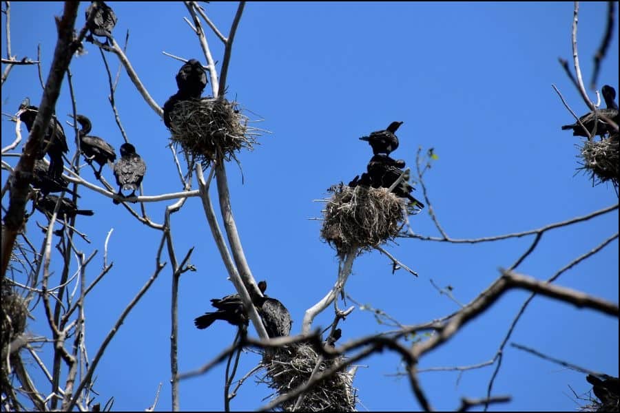 Many bird nests in the same tree