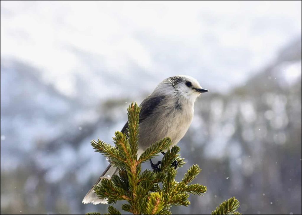 Bird in snowy landscape