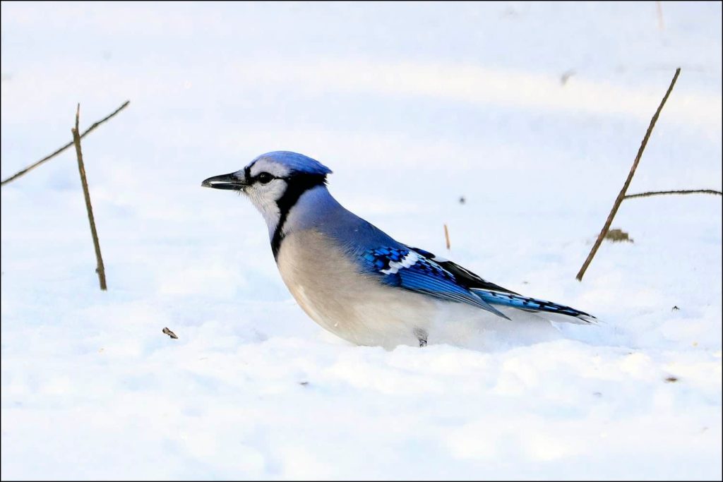 Blue jay looking for food in winter