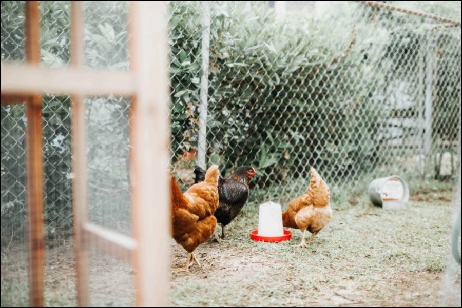 Chickens are good in the garden for keeping bugs away