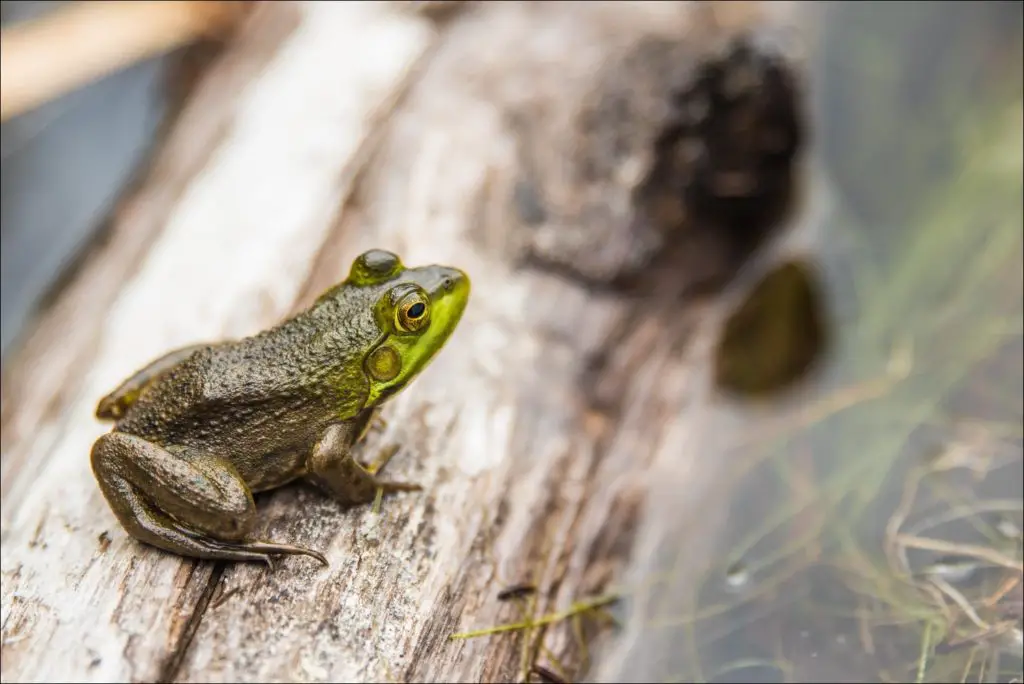 Common Frog on log in a pond