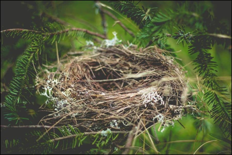 Cup shaped nest