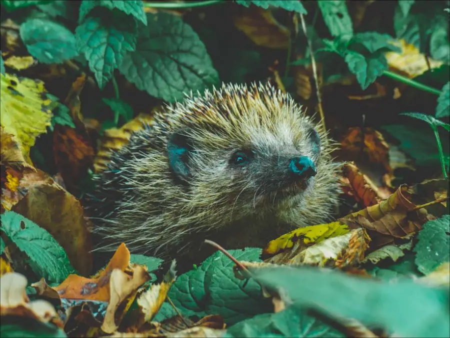 Curious hedgehog in garden