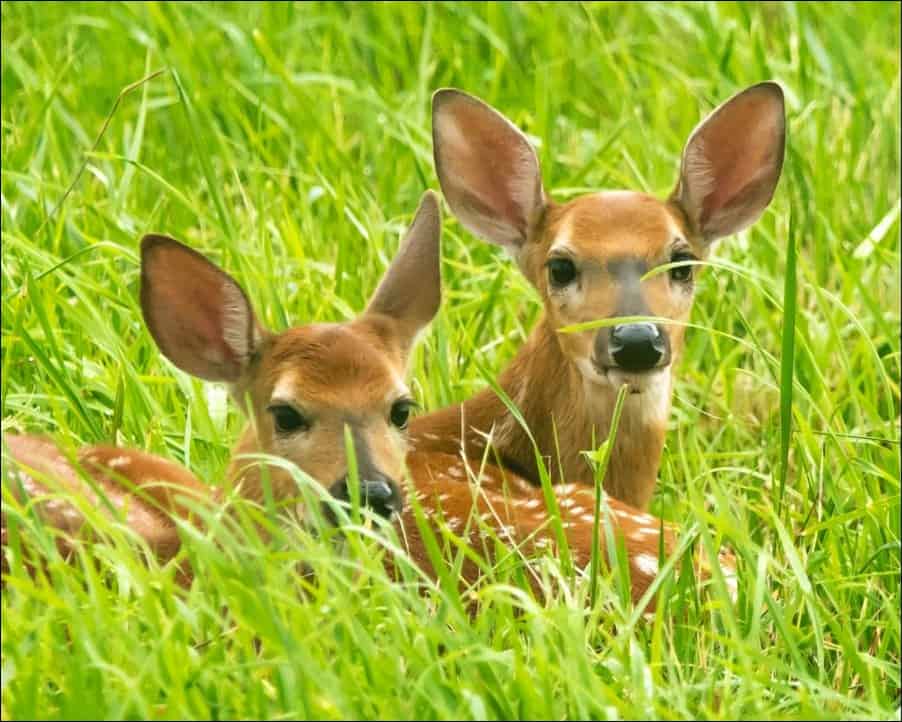 Two deers hiding in tall grass