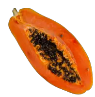 Can hedgehogs eat dried papaya?