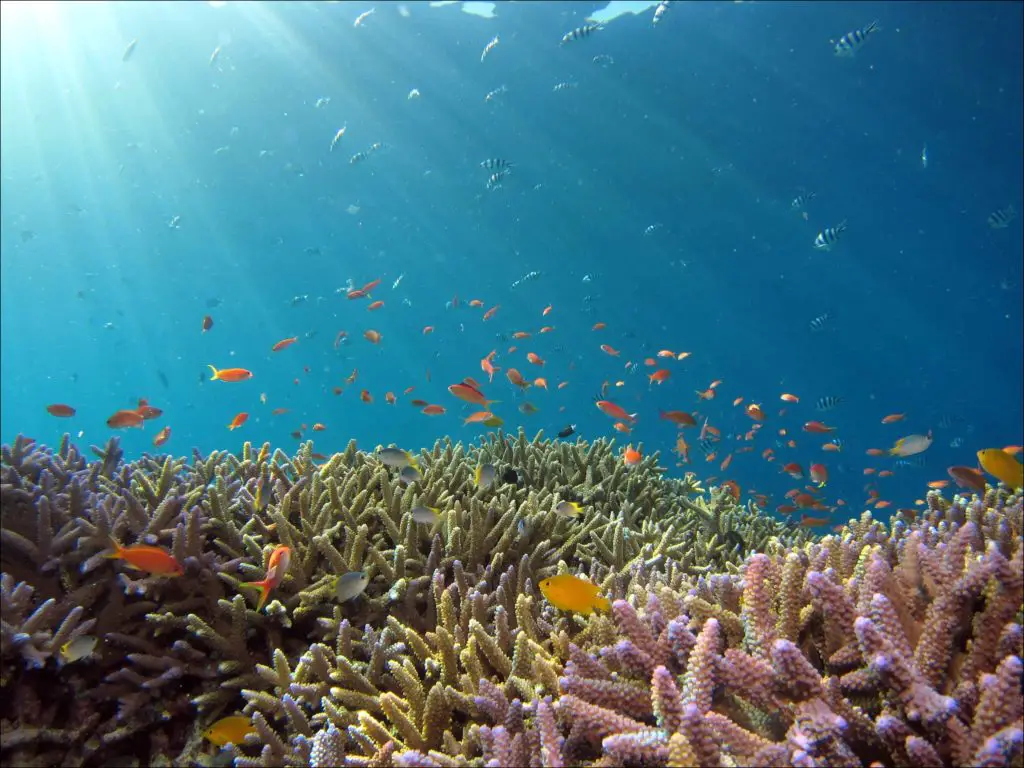 Wild fish in a coral reef