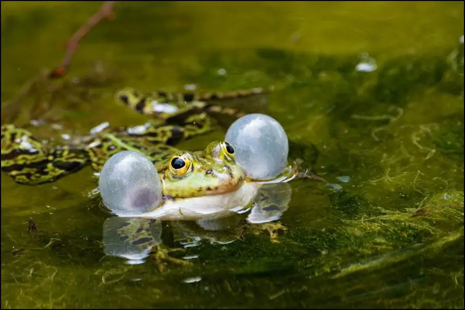 Frog puffing up their breathe space to attract female frogs