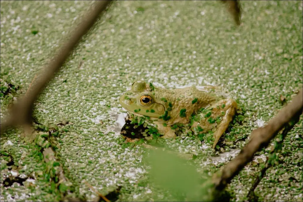 Frog swimming in a pond