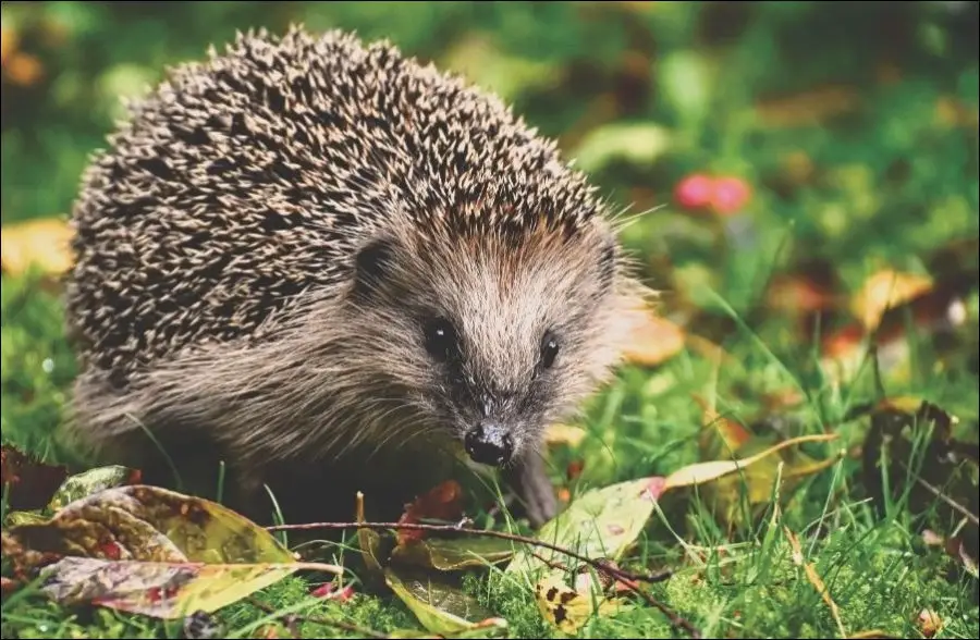 What Fruits Can And Can’t Hedgehogs Eat?