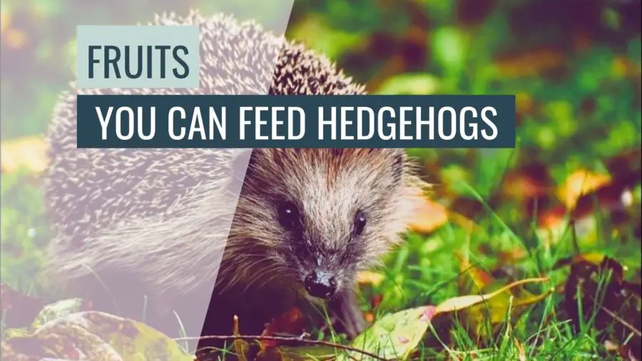 50+ What Fruits Can And Can’t Hedgehogs Eat? – HowToHelpAnimals.com