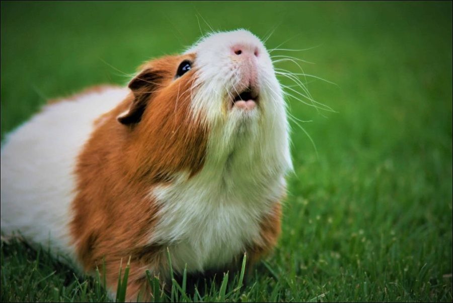 Guinea pigs helps you cut the grass and fertilize the soil