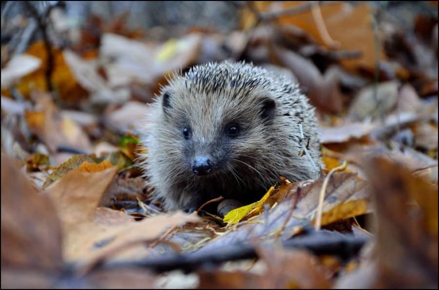 Happy hedgehog among leaves