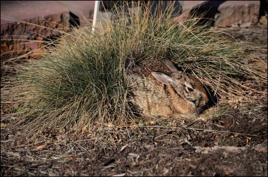 Hare hiding in the grass
