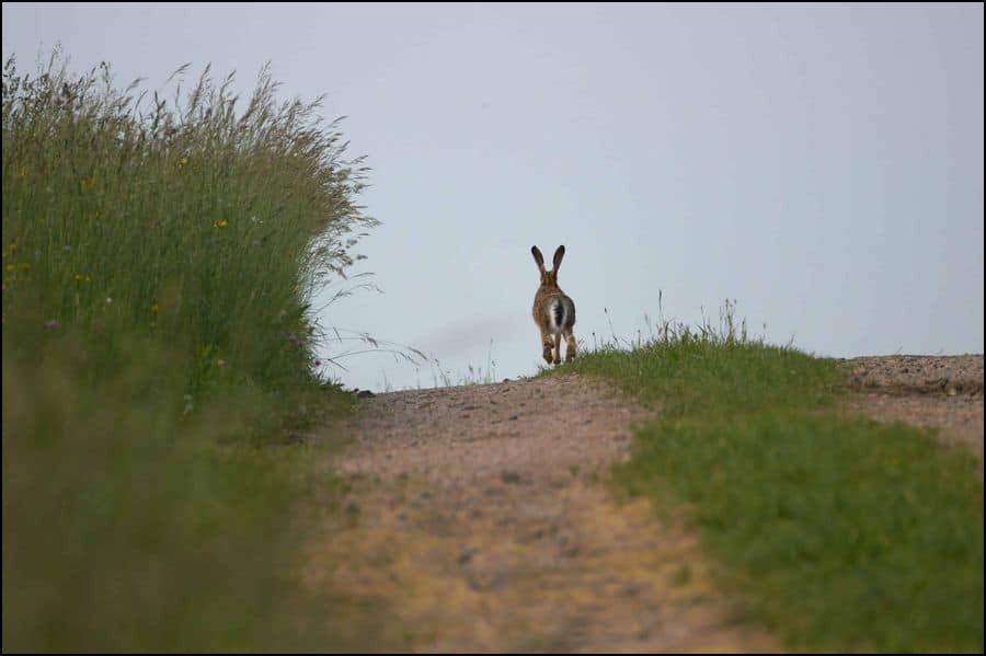 Hare on the run