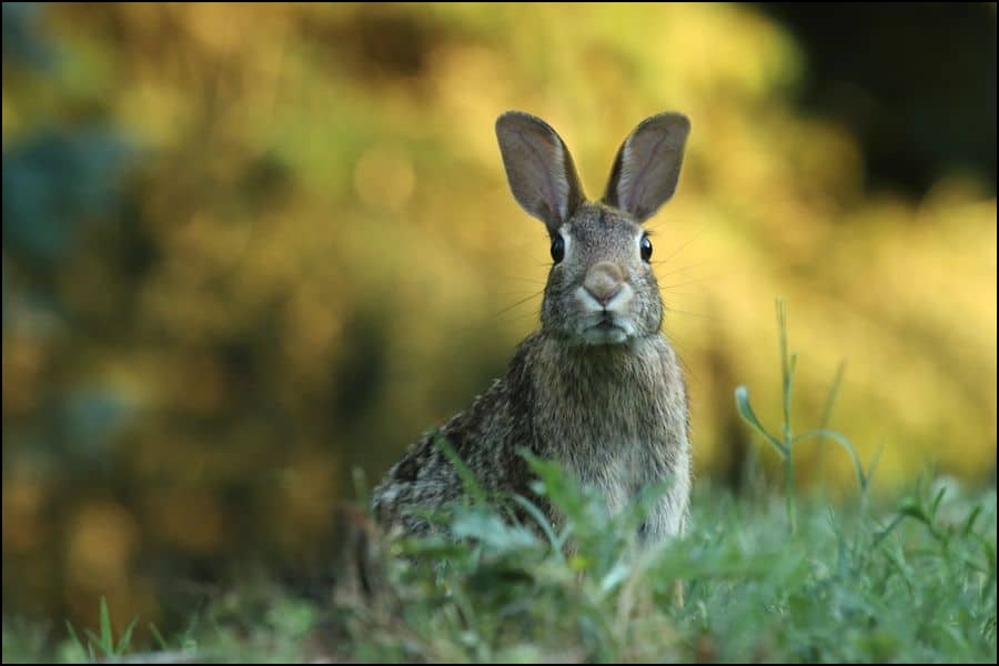 Hare staring in a field