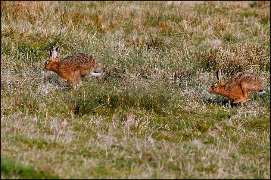 Hares running in a field