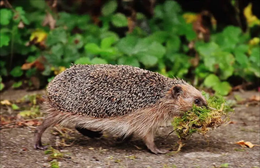 Hedgehog in a rush to provide decorations for its house
