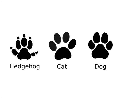 Hedgehog cat dog footprints