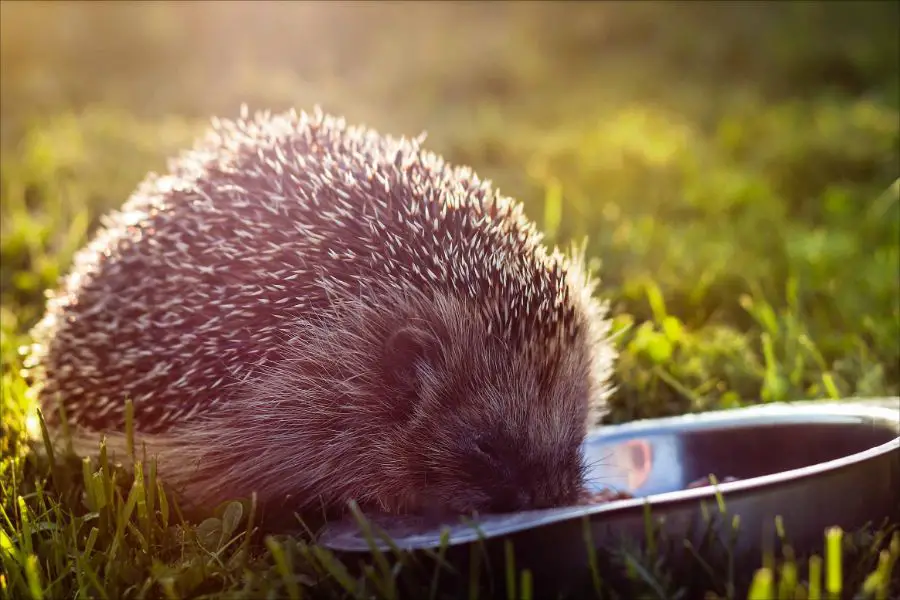Encourage hedgehogs by providing them water