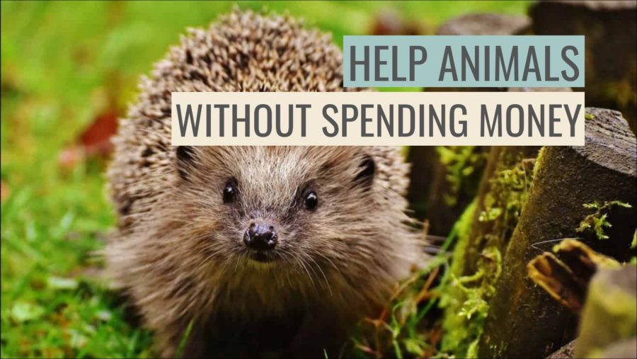 How To Help Animals Without Spending Money