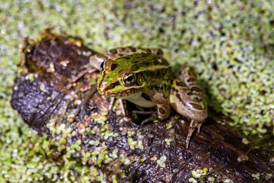 Leopard frog sitting on a log in a frog pond