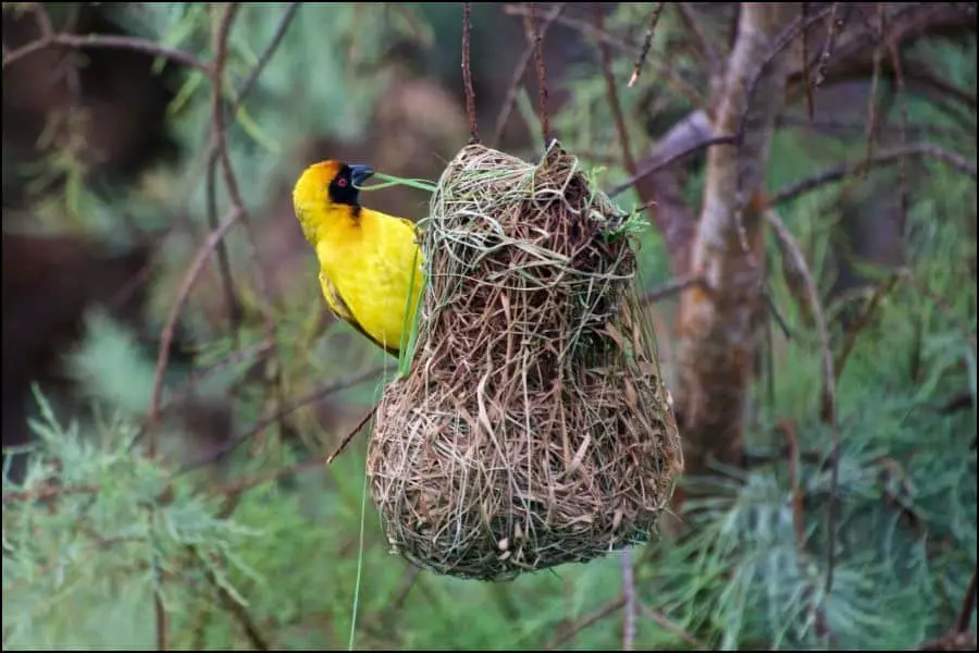 Pendent Bird Nest 