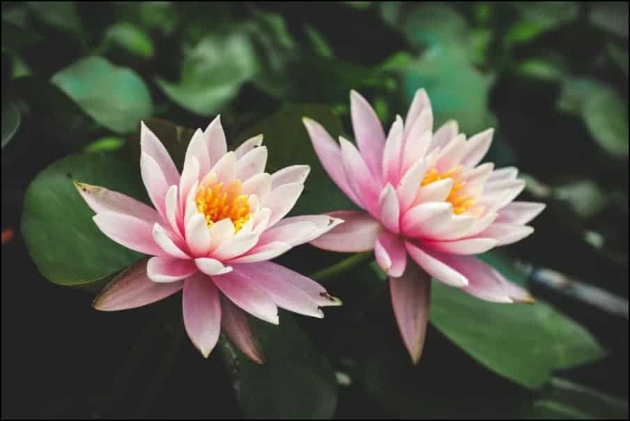 Pink Chalily water lilies are perfect for your frog pond