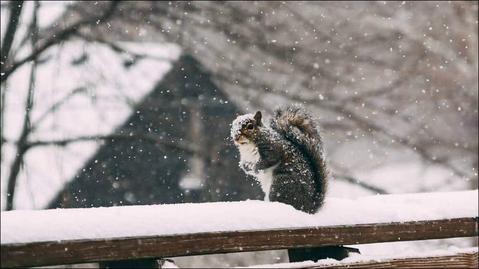 How To Help And What To Feed Squirrels During Winter
