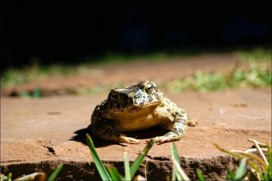 Toad sitting and chillin