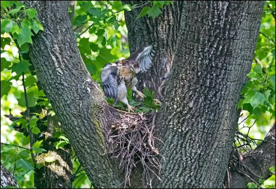 Bird nest in a tree cavity