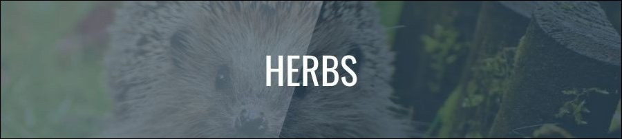 What Herbs Can Hedgehogs Eat?