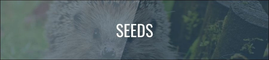 What Seeds Can Hedgehogs Eat?