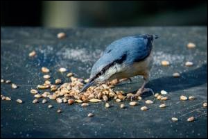What to NEVER feed Wild Birds