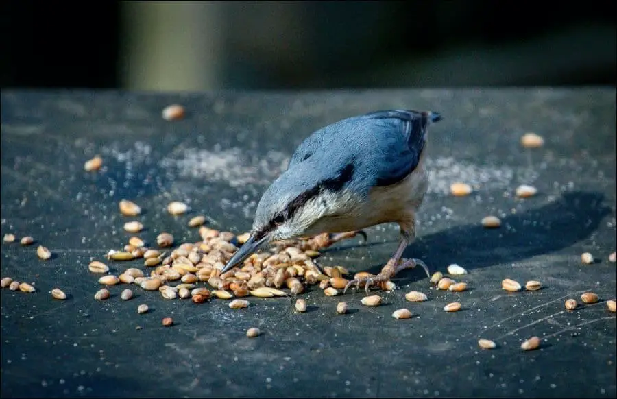 What To NEVER Feed Wild Birds(20 Examples)