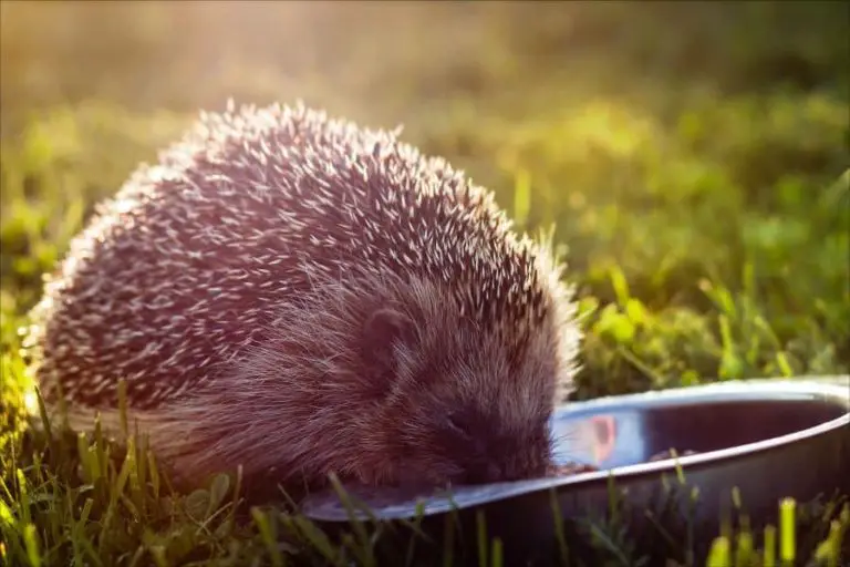 50+ What Vegetables Can And Can’t Hedgehogs Eat?