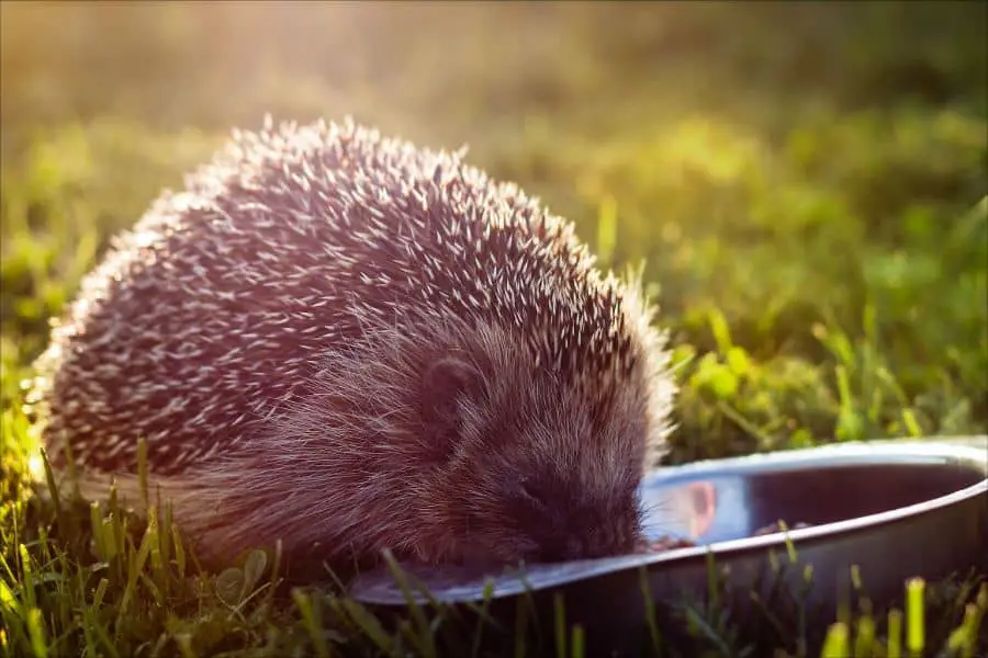 Which vegetables do and don't hedgehogs eat?