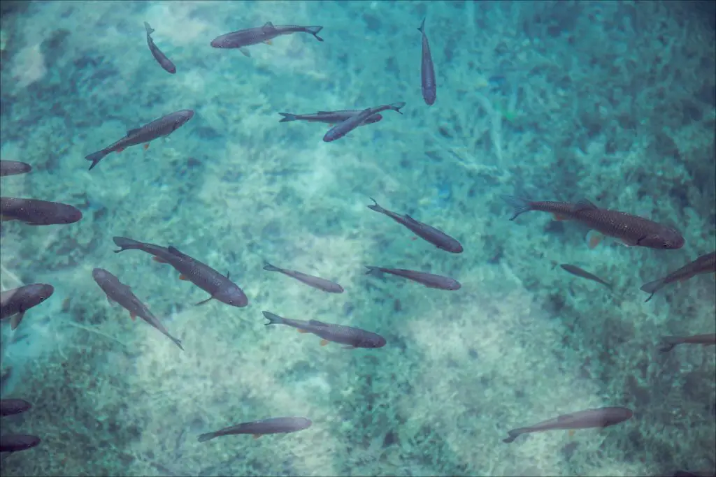 Wild fish swimming