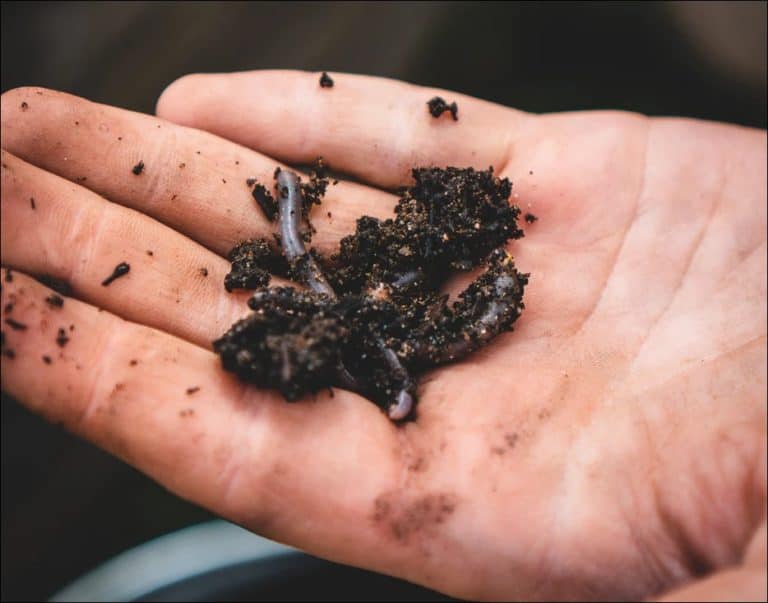 What Should I Do With Worms On The Sidewalk During Rain