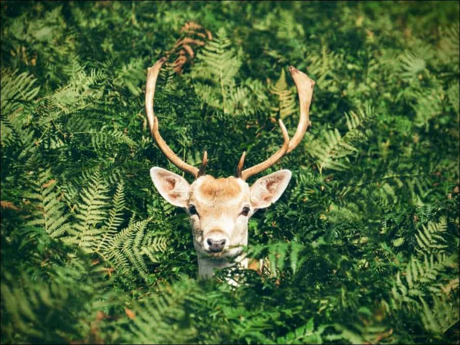 A Young Deer Hiding In A Bush