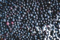 How often should I give my ducks blueberries?