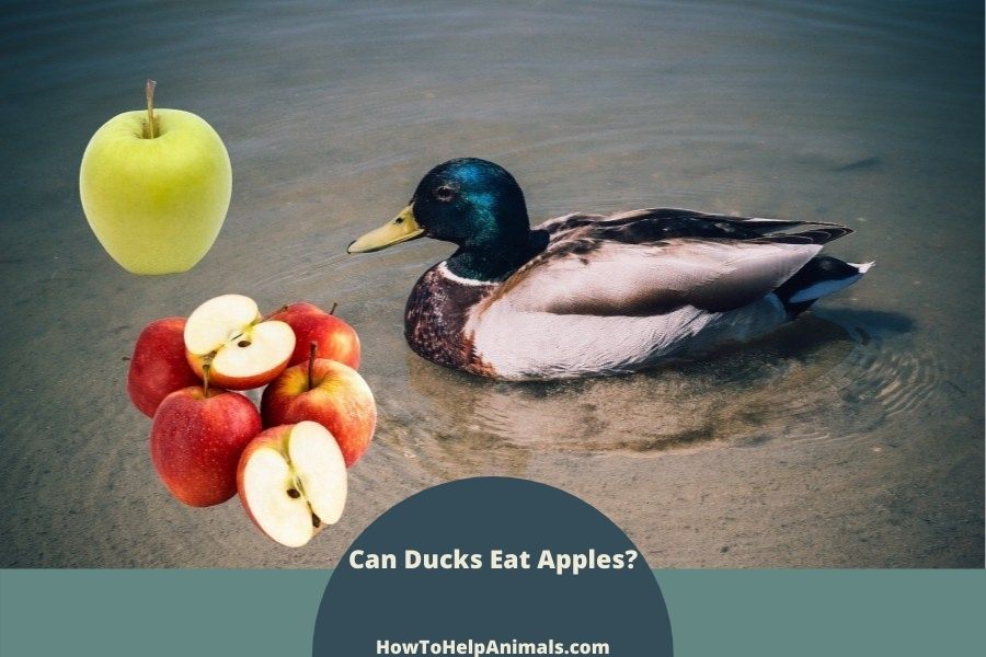Can Duck Eat Apples?