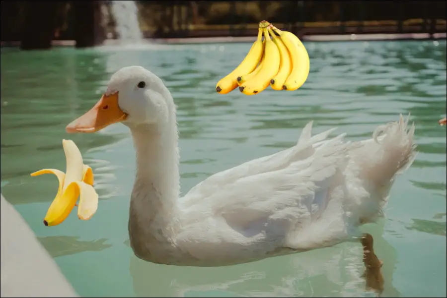 Can Ducks Eat Bananas?