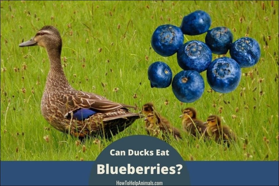 Can ducks eat blueberries?